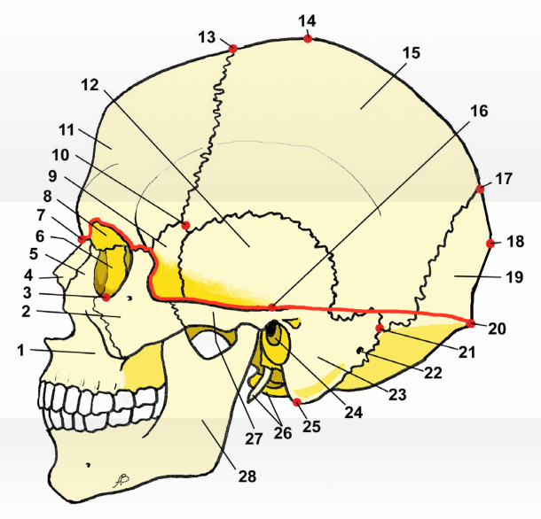 Мозговое основание черепа