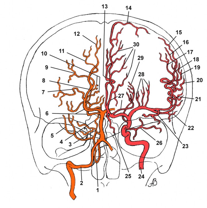 Левая средняя мозговая артерия инсульт. Сегменты средней мозговой артерии. Сегмент м1 среднемозговой артерии. Сосуды головы Виллизиев круг. Задняя мозговая артерия анатомия.
