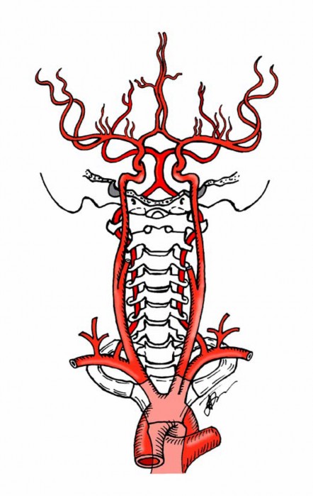 Сегмент v4 правой позвоночной артерии. Позвоночная артерия анатомия.