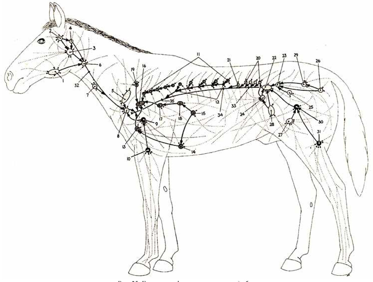 Увеличены лимфоузлы у собаки. Топография лимфатических узлов у лошади. Лимфатическая система лошади. Анатомия лошади лимфатическая система. Лимфатическая система Ветеринария.