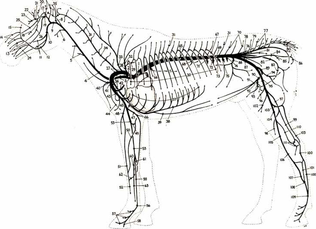 Артерии и вены животных. Брюшная аорта КРС. Краниальная полая Вена у лошади. Брюшная аорта лошади. Грудная и брюшная аорта анатомия животных.