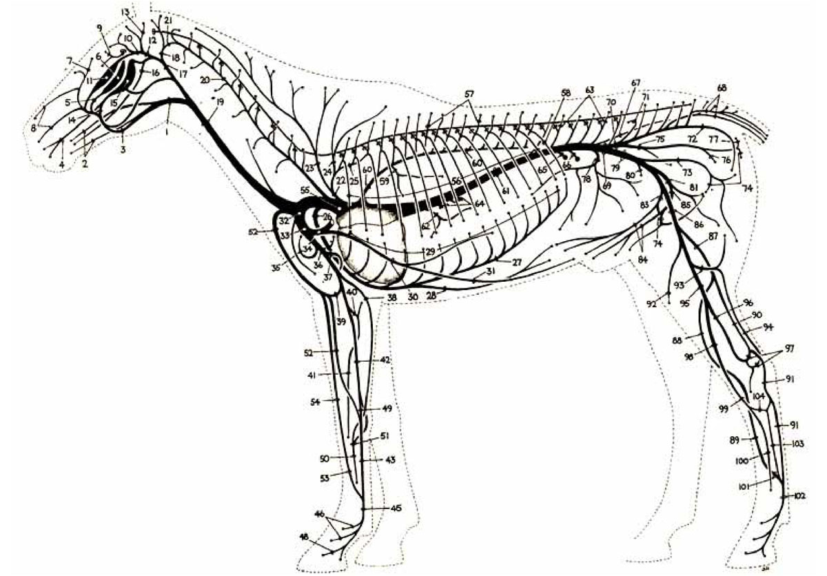 Артерии и вены животных. Лимфатическая система собаки. Нервная система лошади анатомия. Кровеносная система лошади анатомия.